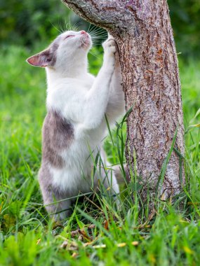 Beyaz benekli kedi pençeleri Ağacı tırmalıyor