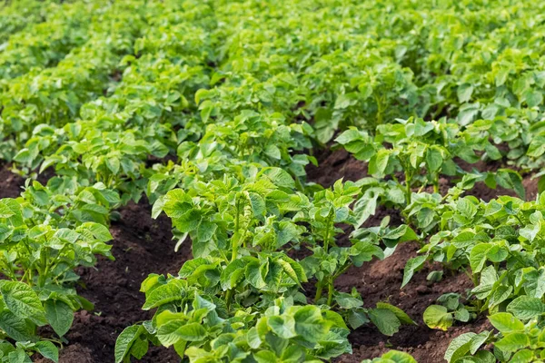 Зеленые Картофельные Кусты Саду Выращивание Картошки — стоковое фото