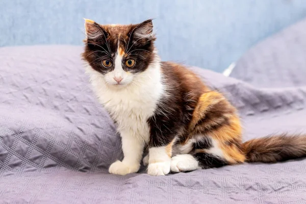 Small Fluffy Kitten Sad Look Sitting Room Couch — Stock Photo, Image