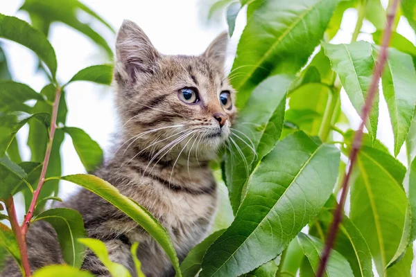 Ağaçta Dikkatle Bakan Küçük Çizgili Bir Kedi Yavrusu — Stok fotoğraf