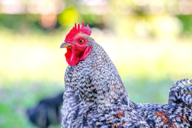 Gri benekli horoz yazın caddeyi kapatır