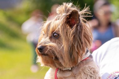 Küçük köpek yavrusu Yorkshire Teriyeri güneşli bir havada parkta bir kadının kollarında