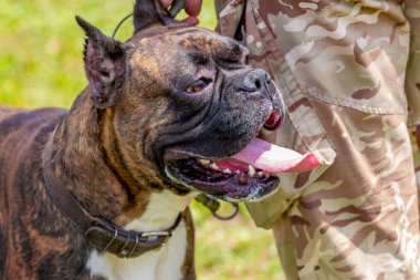 Ustasının yanında tasmalı minyatür bulldog.