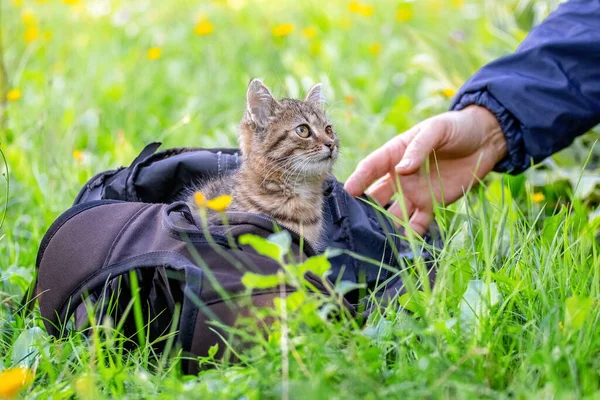 Eine Frau Greift Nach Einem Kätzchen Das Rucksack Sitzt — Stockfoto