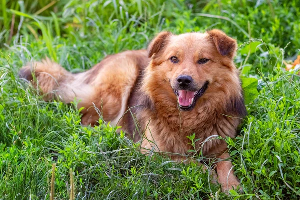 Söt Shaggy Hund Med Öppen Mun Liggande Det Gröna Gräset — Stockfoto