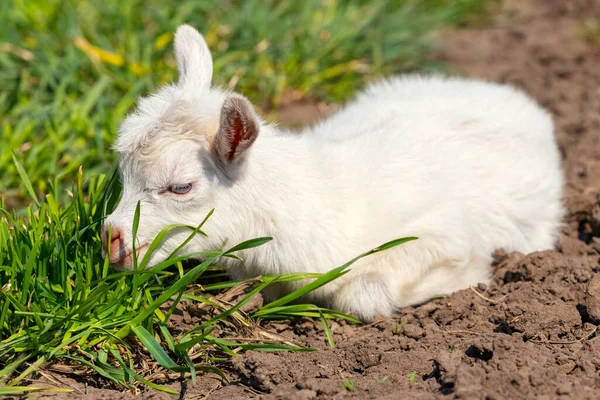 Little One Goat Lies Garden Green Grass — Stock Photo, Image