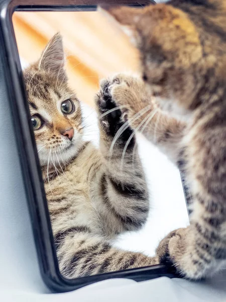 Piccolo Gattino Strisce Gioca Con Suo Riflesso Nello Specchio — Foto Stock