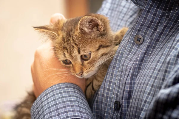 その男は小さな子猫を腕に抱えて抱きかかえて — ストック写真