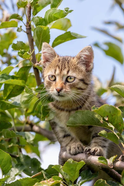 위높은 줄무늬 고양이 — 스톡 사진