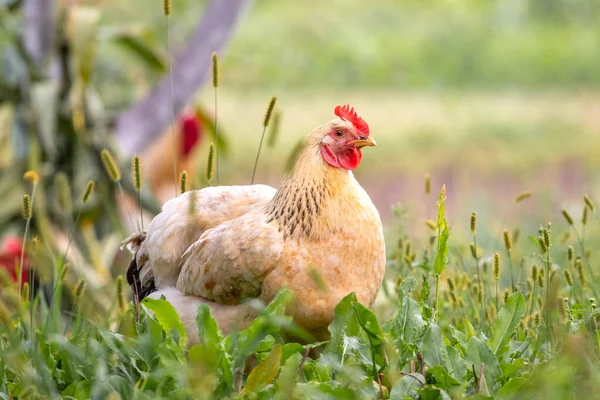 Csirke Világos Barna Tollakkal Kertben Farmon Közelében Tenyészcsirkék — Stock Fotó