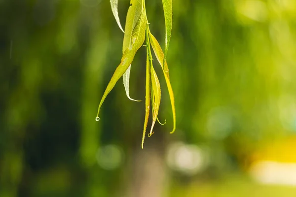 Hanging willow leaves in the rain. Raindrops on wet willow leaves