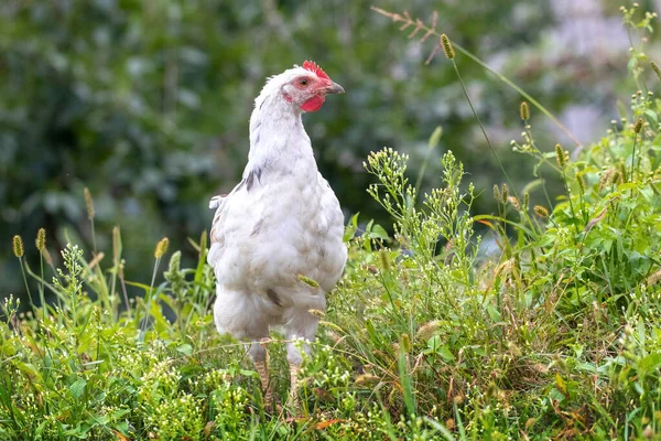 Fehér Csirke Kertben Zöld Között Tenyészcsirkék Farmon — Stock Fotó