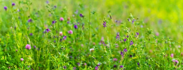 Sommer Hintergrund Mit Wildblumen Auf Der Wiese — Stockfoto