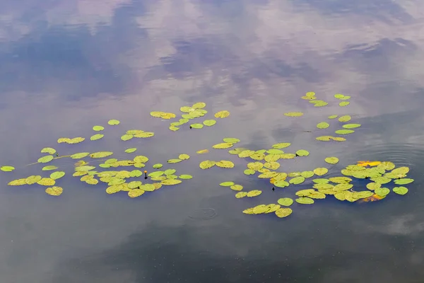 川の水面に睡蓮が葉を出し 水面に映る空 — ストック写真