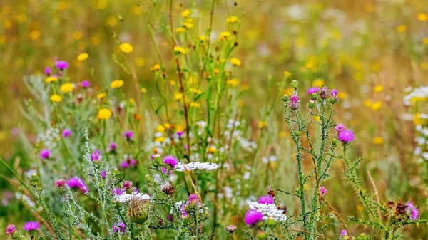 Wild Wildflowers Weeds Field — Stock Photo, Image