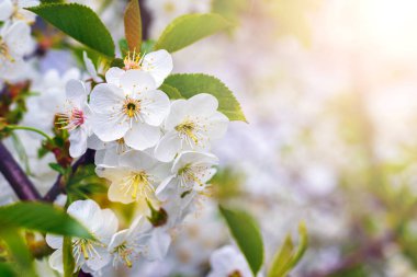 Kiraz çiçekleri. Bulanık arkaplanda çiy damlaları olan beyaz kiraz çiçekleri
