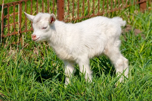 Mała Biała Koza Chodzi Zielonej Trawie — Zdjęcie stockowe