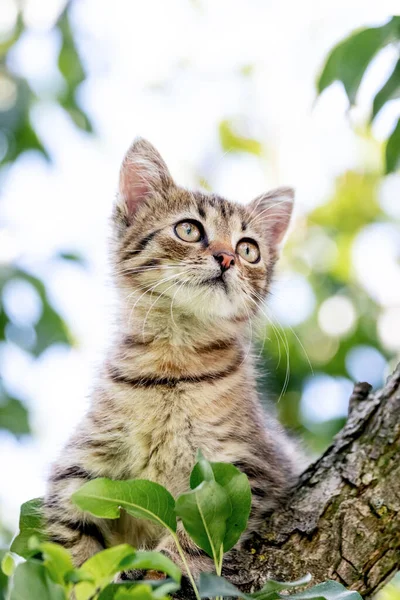 Bonito Gatinho Listrado Uma Árvore Olhando Para Cima — Fotografia de Stock