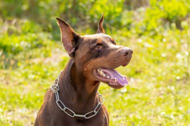 Büyük kahverengi Doberman köpeği. Ağzı açık, geçmişi bulanık.