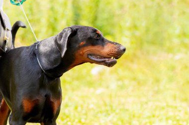 Saldırgan siyah köpek, tasmalı Doberman cinsi. Profilde kötü bir köpeğin portresi