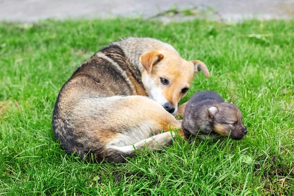 小さな子犬が母親の隣の草の上に横たわっている — ストック写真