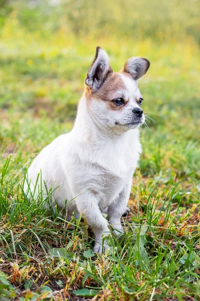 Pequeno Cão Pekingese Com Olhar Atento Jardim Fundo Borrado — Fotografia de Stock