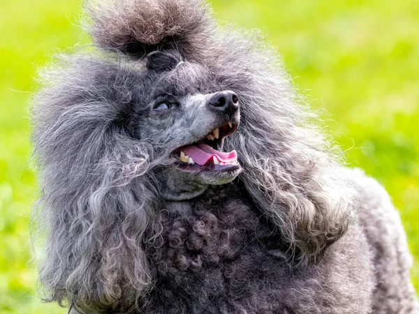 Grå Fluffig Pudel Med Öppen Mun Och Vänlig Look Porträtt — Stockfoto