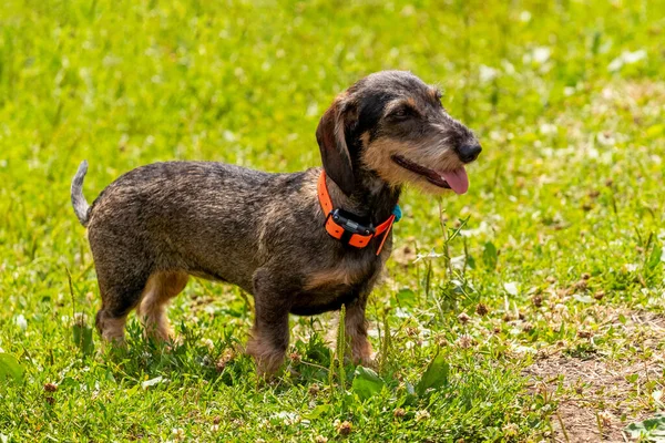 Dog Breed Rough Haired Dachshund Wire Haired Dachshund Park Grass — Stock Photo, Image