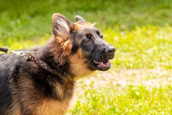 Aggressive evil dog breed shepherd on a leash barks