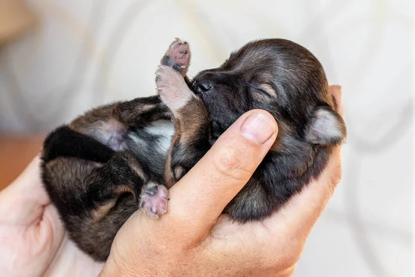 小さな新生児の子犬を持つ女性 動物の世話 — ストック写真
