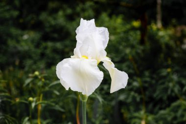 Beyaz süsen, koyu bir arkaplanda kapalı.