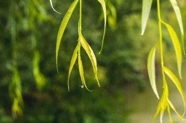 Yağmurda yeşil yapraklı nemli söğüt dalları