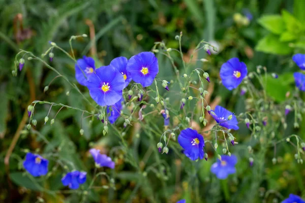 Flores Linho Azul Entre Vegetação Linho Crescente — Fotografia de Stock