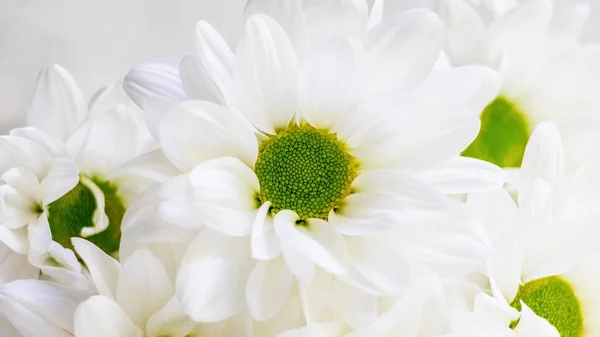 Weiße Gänseblümchen Nahaufnahme Auf Hellem Hintergrund — Stockfoto