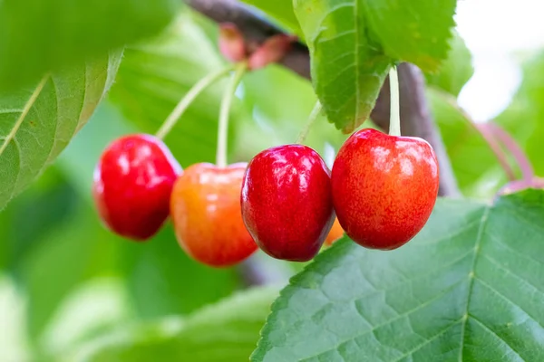 Rote Reife Kirschen Auf Einem Baum Garten — Stockfoto