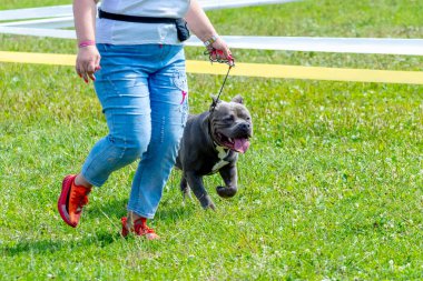 Parkta yürürken kotlu bir kadının yanında pitbull teriyeri köpeği. Mutlu köpek metresiyle koşar.