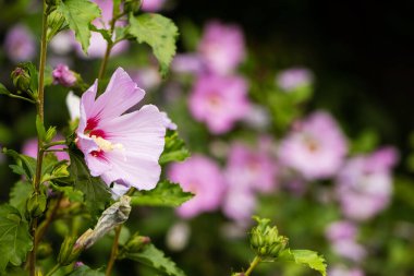 Koyu arkaplanda pembe çiçekli Hibiscus çalısı. Hibiscus çiçek açıyor