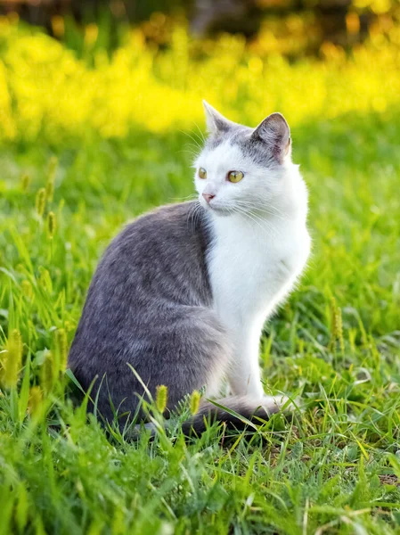 Gato Con Piel Blanca Gris Sienta Jardín Sobre Hierba — Foto de Stock
