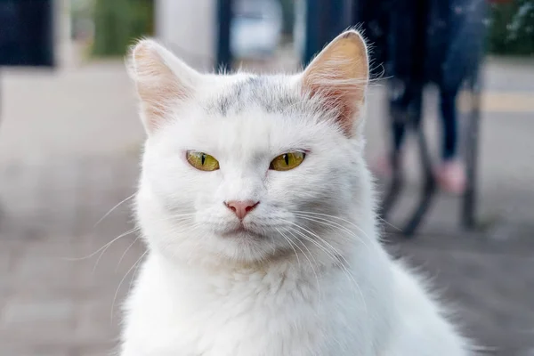 Chat Blanc Gros Plan Sur Fond Flou — Photo