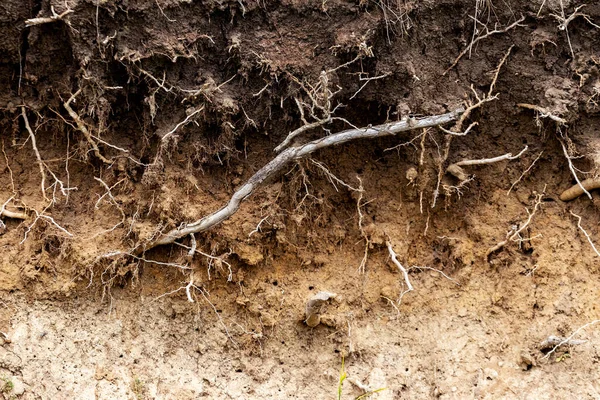 Soil Section Bare Tree Roots Soil Structure — Stock Photo, Image