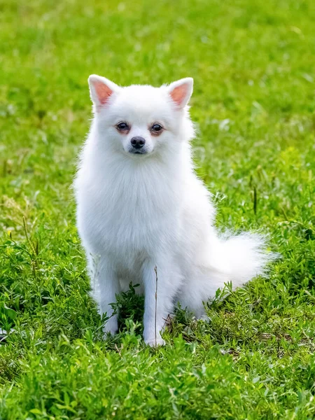 Bianco Soffice Cane Razza Spitz Uno Sfondo Sfocato Primo Piano — Foto Stock