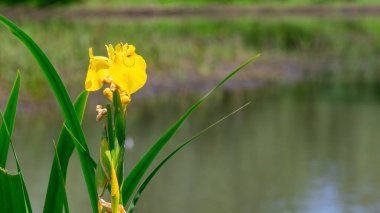 Bulanık bir arkaplanda, nehrin yanındaki sarı bataklık zambağı.