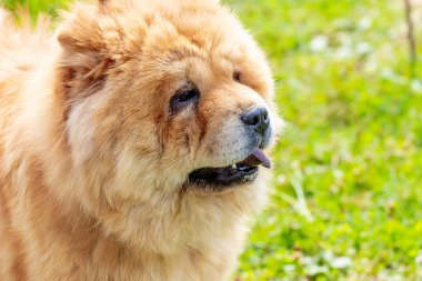 Chow chow dog, köpek yakın plan portresi güneşli havada