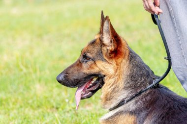 Güneşli bir havada parkta yürürken büyük, güzel bir çoban köpeği sahibinin ayağının dibinde çimlerin üzerinde oturur.