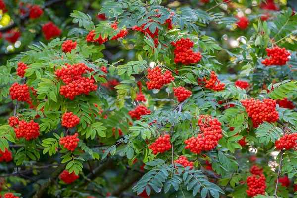 Las Bayas Rojas Del Serbal Verano Sobre Árbol —  Fotos de Stock