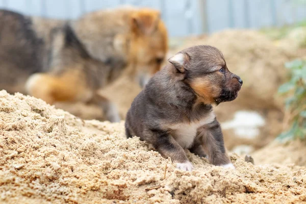 小さな茶色の子犬が母親の隣の砂の中で遊んでいます — ストック写真