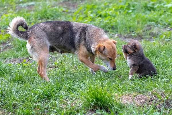 Cachorrinho Pequeno Está Brincando Lado Sua Mãe Jardim Grama — Fotografia de Stock