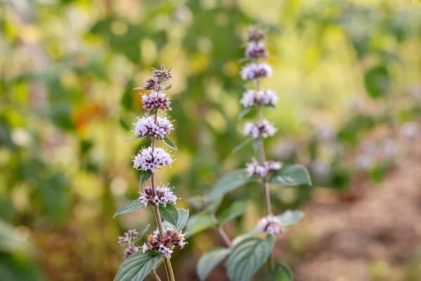 Mint flowering, mint - a medicinal plant. Bee on a mint flower