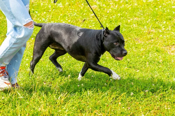 American Pit Bull Terrier Con Piel Negra Paseo Por Parque —  Fotos de Stock