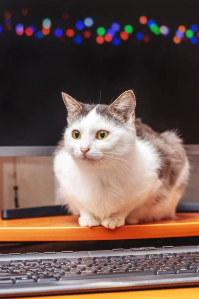 Gato Manchado Blanco Oficina Cerca Computadora Teclado —  Fotos de Stock